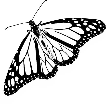 Butterfly Coloring Pages To Capture Beautiful Images