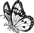 free butterfly coloring pages